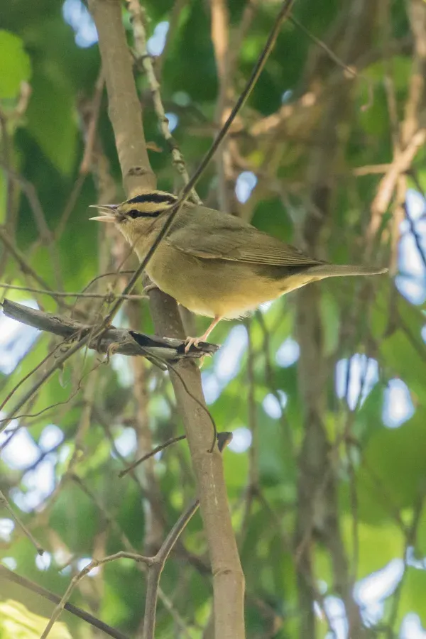 File:Worm-eating Warbler (Helmitheros vermivorum) (32719474777).jpg