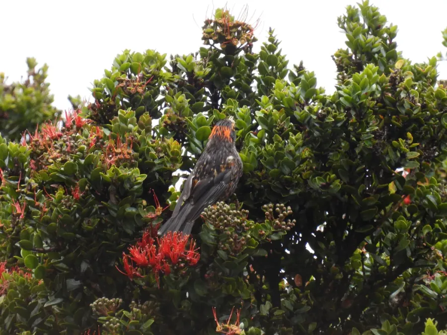File:Akohekohe (Palmeria dolei), Haleakalā, Hawaii 02.jpg