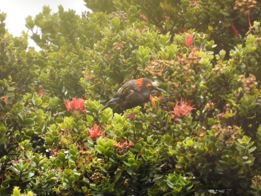 File:Akohekohe (Palmeria dolei), Haleakalā, Hawaii 03.jpg