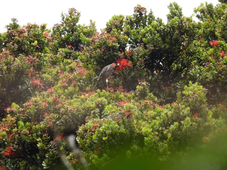 File:Akohekohe (Palmeria dolei), Haleakalā, Hawaii 04.jpg