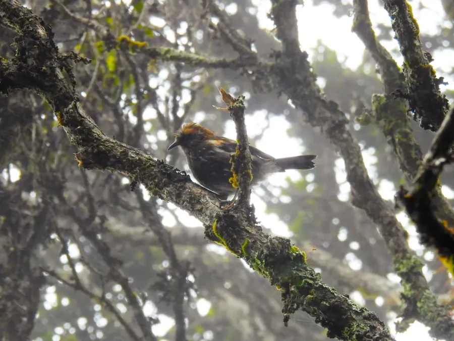 File:Akohekohe (Palmeria dolei), Haleakalā, Hawaii 05.jpg