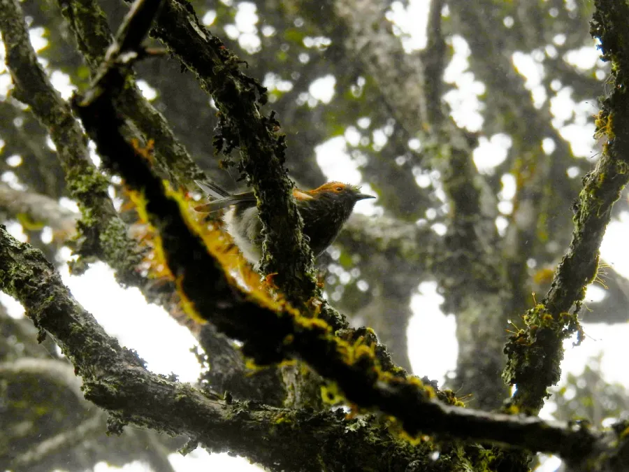 File:Akohekohe (Palmeria dolei), Haleakalā, Hawaii 06.jpg
