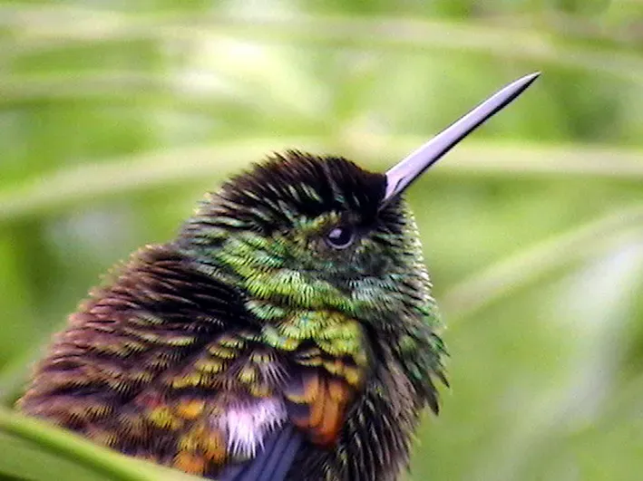 File:Wet male Antillean crested hummingbird (Orthorhyncus cristatus) in the Caribbean Islands of Nevis and St Kitts.jpg