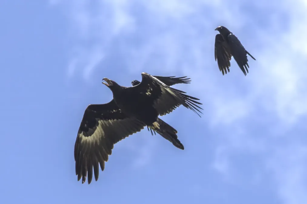 File:Tasmanian wedge-tailed eagle (Aquila audax fleayi) mobbed by forest ravens Scottsdale.jpg