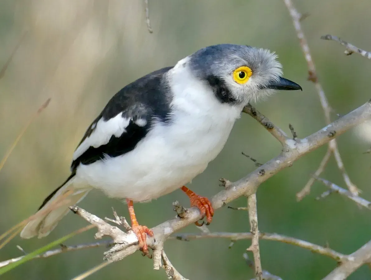 File:White-crested Helmetshrike (Prionops plumatus) (52112883125), crop.jpg