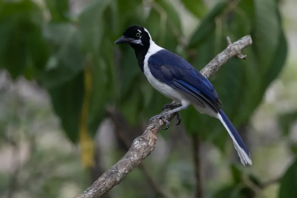 File:Cyanocorax mystacalis 323098498.jpg