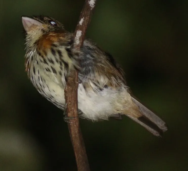 File:Smithornis rufolateralis 344682762.jpg