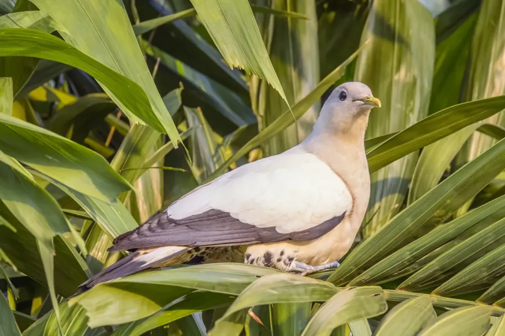 File:Torresian imperial-pigeon (Ducula spilorrhoa) Darwin 2.jpg