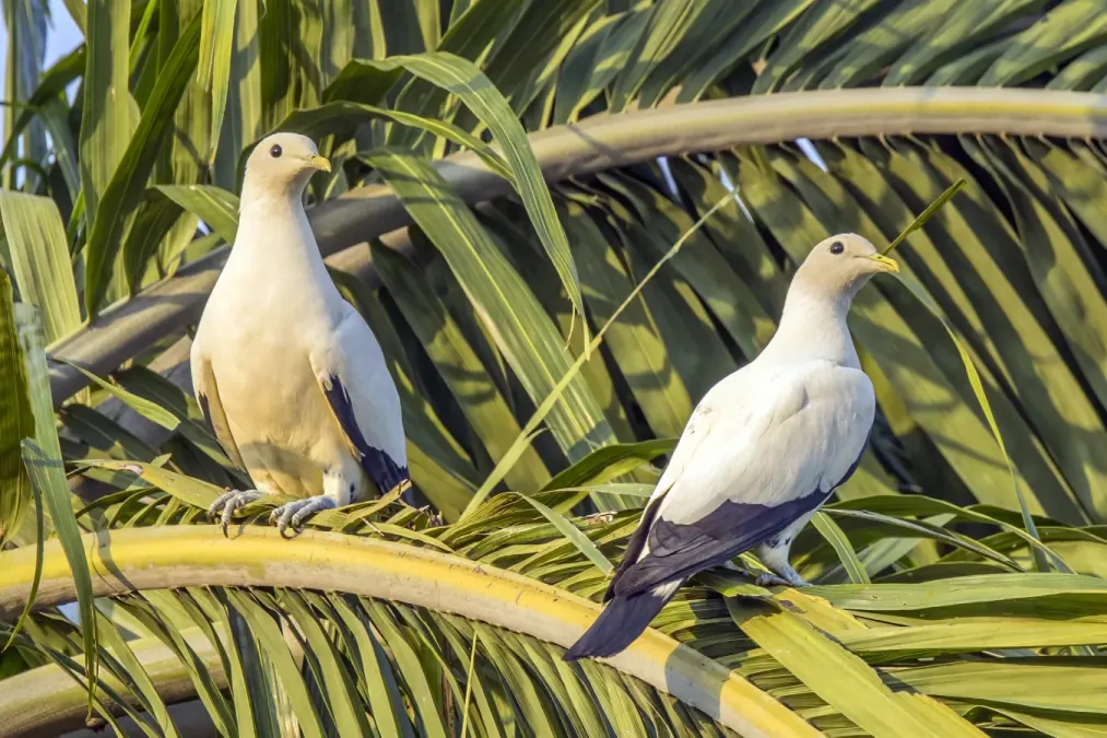 File:Torresian imperial-pigeons (Ducula spilorrhoa) Darwin.jpg