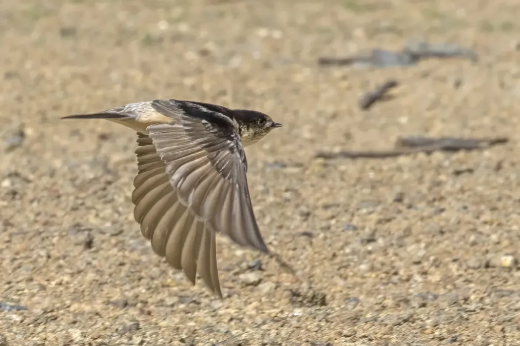 File:Tree martin (Petrochelidon nigricans nigricans) in fight Maria Island.jpg