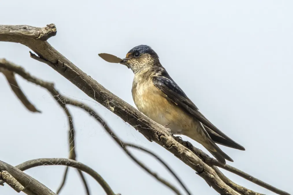 File:Tree martin (Petrochelidon nigricans nigricans) South Bruny.jpg