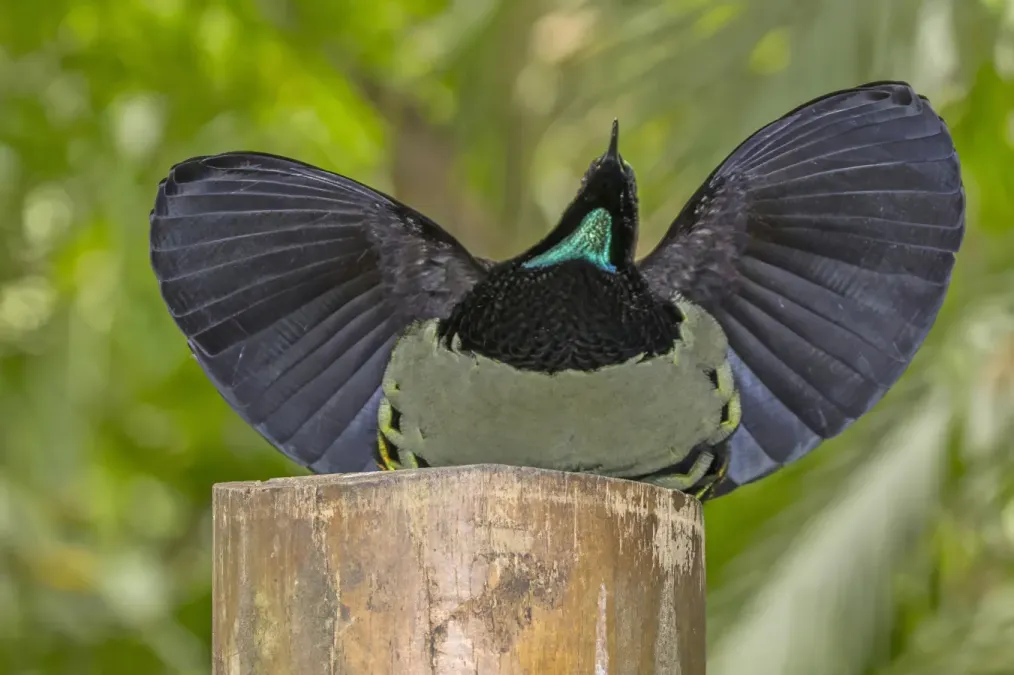 File:Victoria's riflebird (Ptiloris victoriae) male Atherton 4.jpg