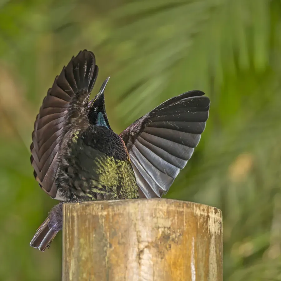 File:Victoria's riflebird (Ptiloris victoriae) male Atherton 3.jpg