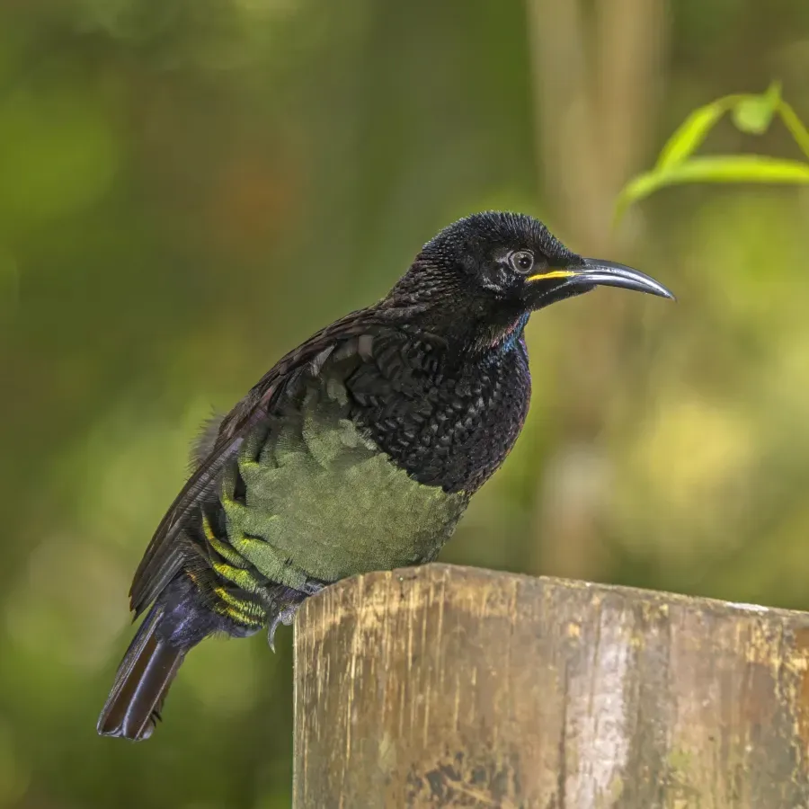 File:Victoria's riflebird (Ptiloris victoriae) male Atherton.jpg