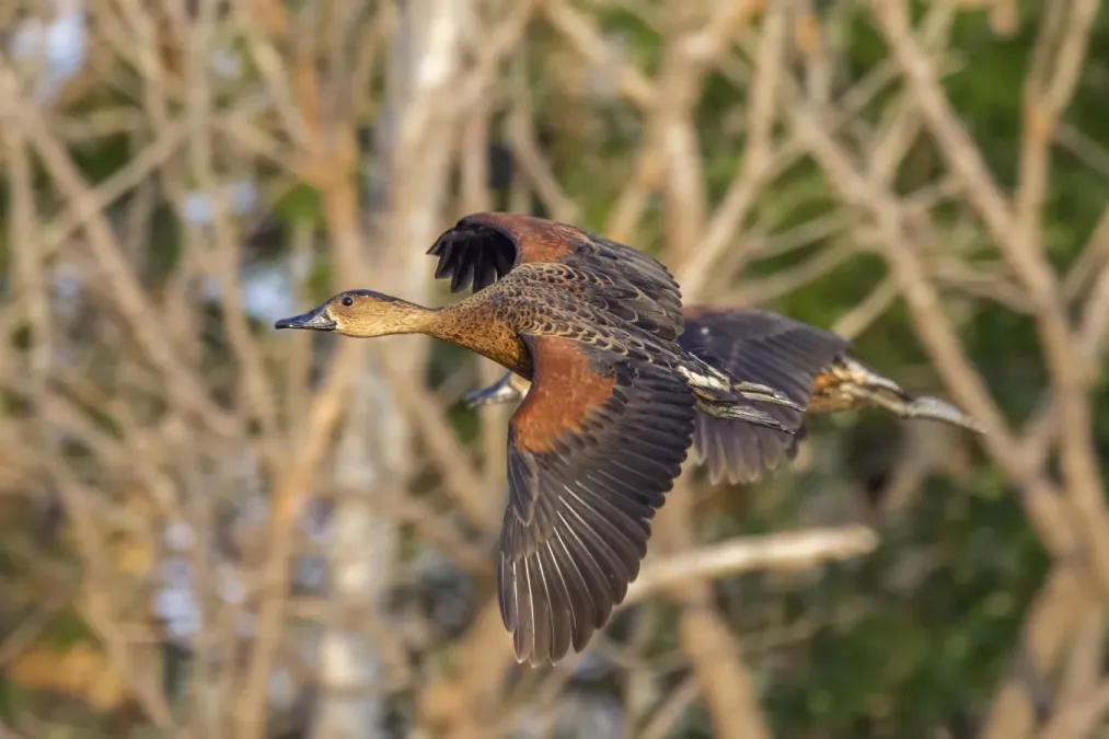 File:Wandering whistling-duck (Dendrocygna arcuata australis) in flight Kakadu 3.jpg