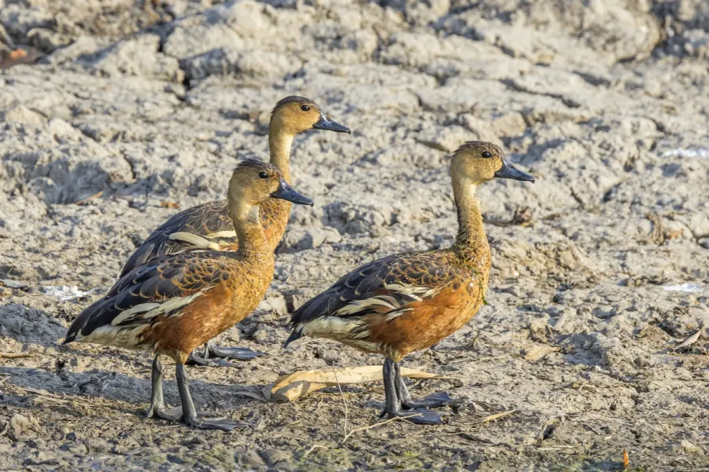 File:Wandering whistling-ducks (Dendrocygna arcuata australis) Kakadu 2.jpg