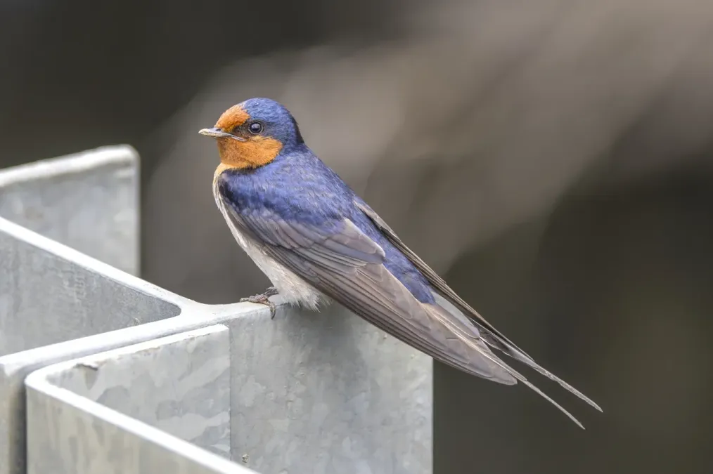 File:Welcome swallow (Hirundo neoxena neoxena) Scottsdale.jpg