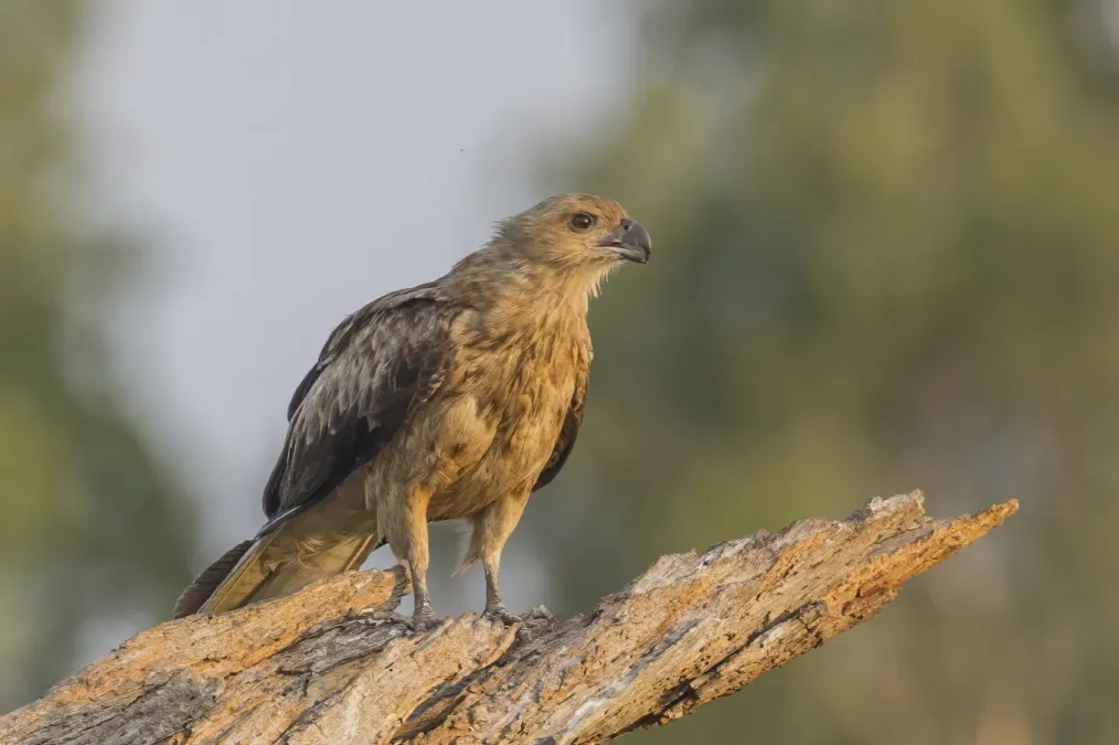 File:Whistling kite (Haliastur sphenurus) Kakadu.jpg