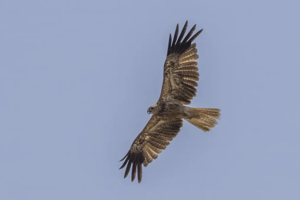File:Whistling kite (Haliastur sphenurus) in flight Kakadu.jpg