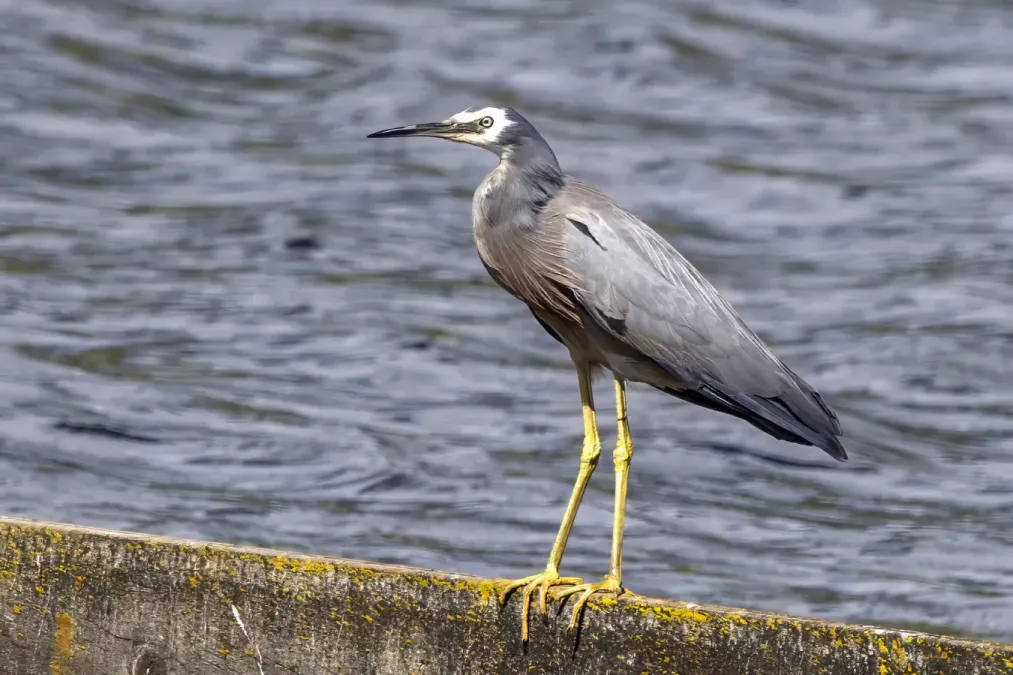 File:White-faced heron (Egretta novaehollandiae) Scottsdale.jpg