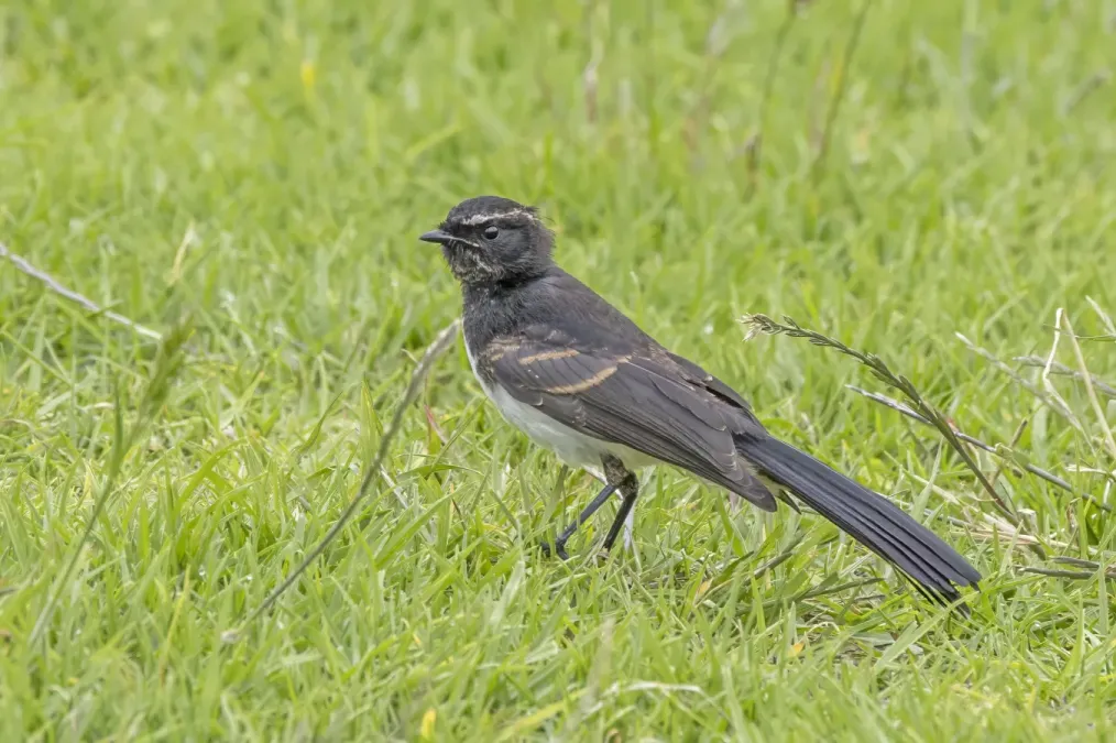 File:Willie wagtail (Rhipidura leucophrys leucophrys) Penneshaw.jpg