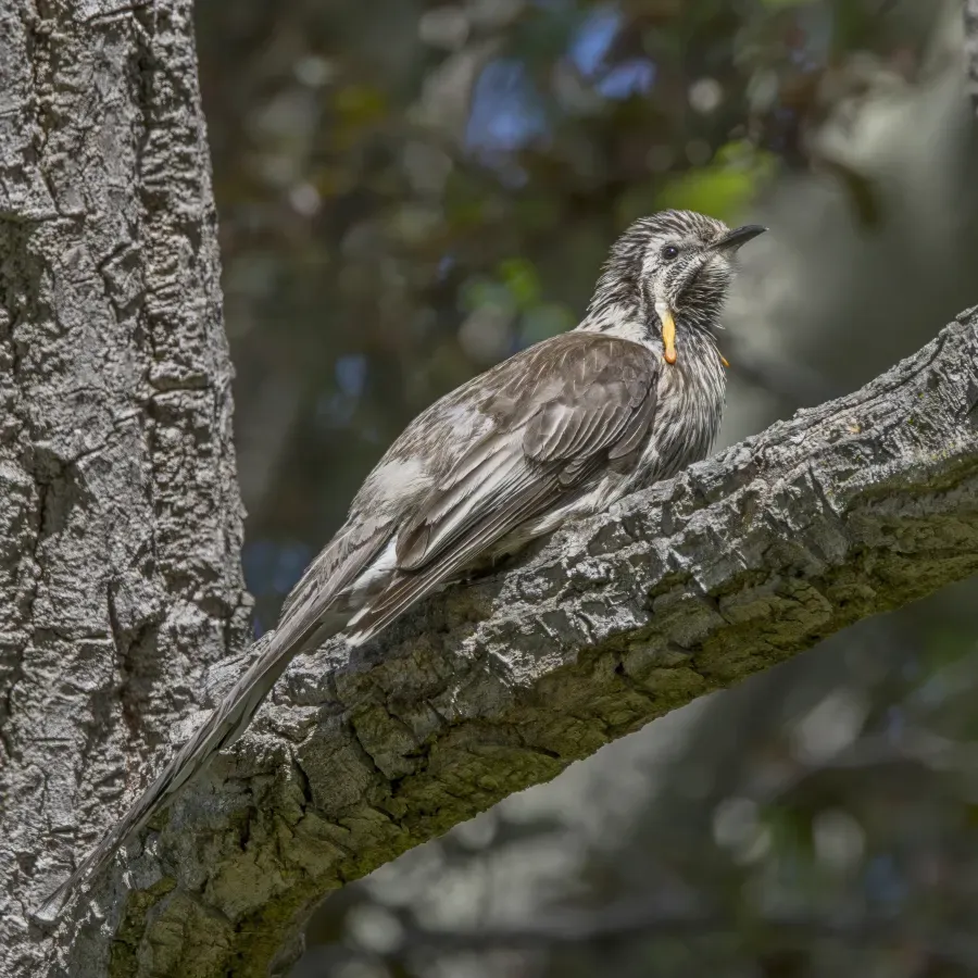 File:Yellow wattlebird (Anthochaera paradoxa) Hobart.jpg
