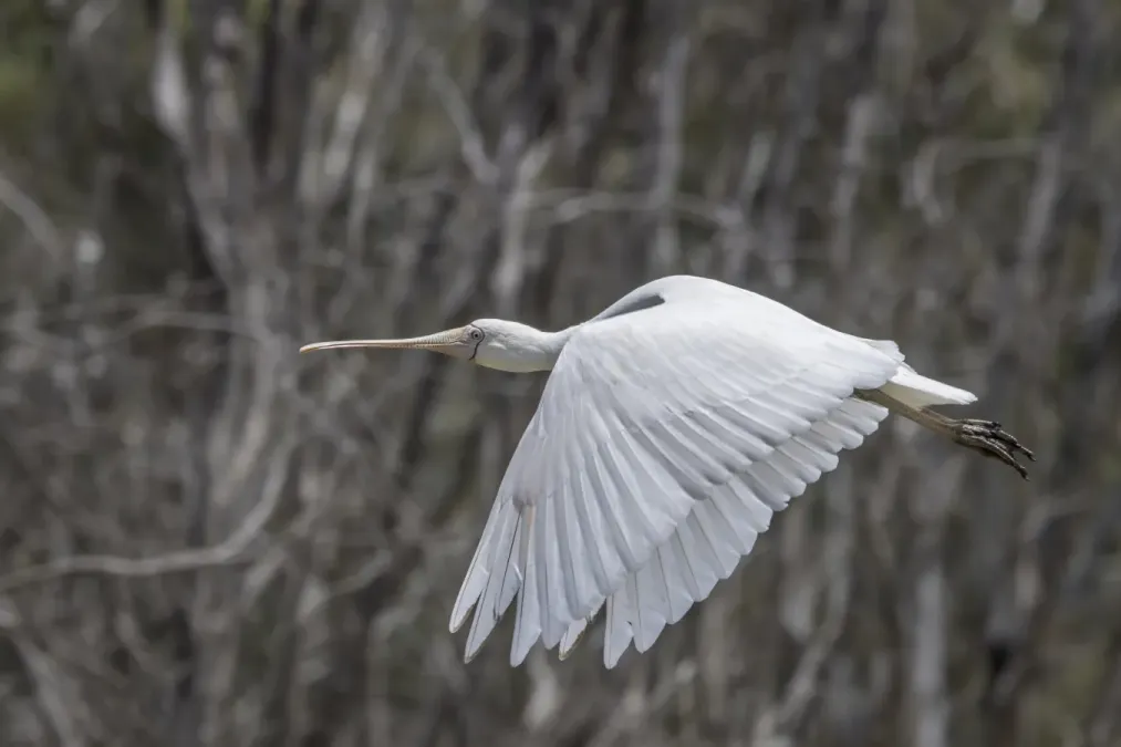 File:Yellow-billed spoonbill (Platalea flavipes) in flight Blanchetown 2.jpg