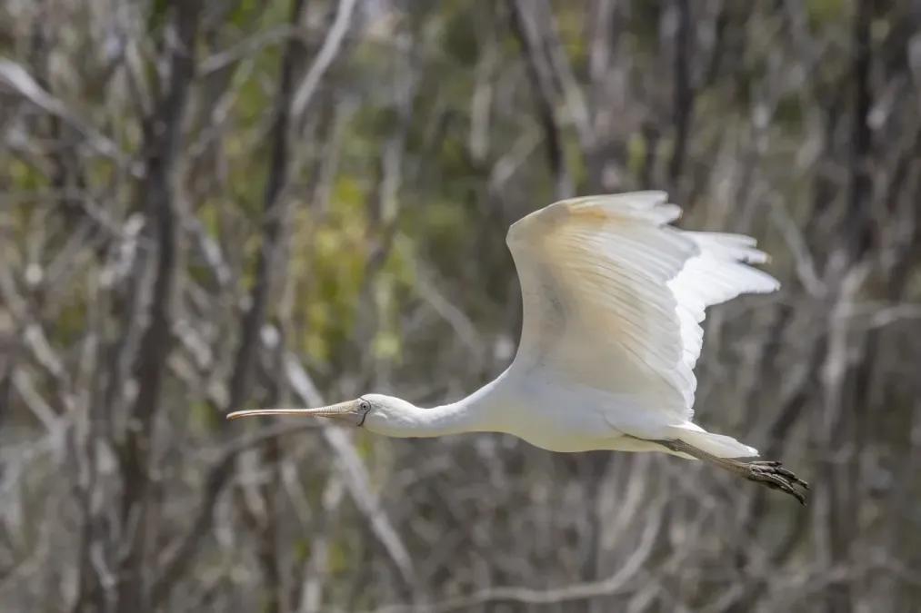 File:Yellow-billed spoonbill (Platalea flavipes) in flight Blanchetown 3.jpg