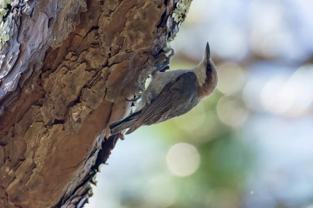 File:Brown-headed Nuthatch (Sitta pusilla) (33605438753).jpg
