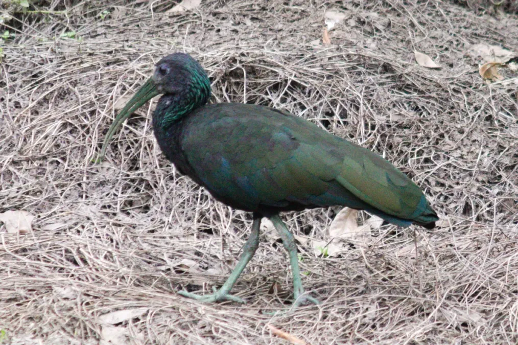 File:Mesembrinibis cayennensis 204358992.jpg