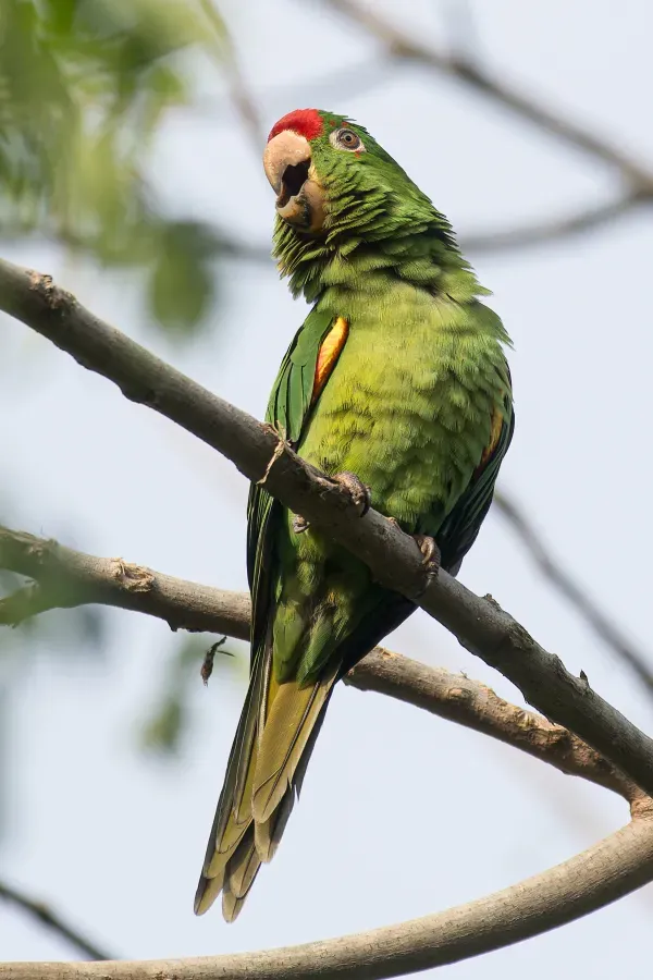 File:Finsch's parakeet (Psittacara finschi).jpg