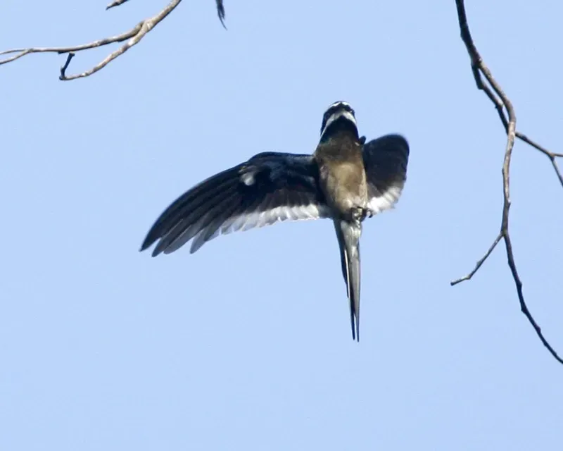 File:Whiskered Treeswift Hemiprocne comata comata - female flight.jpg