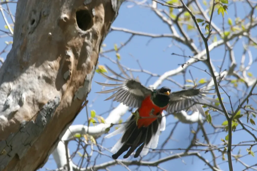 File:Elegant Trogon (Trogon elegans) in flight.jpg