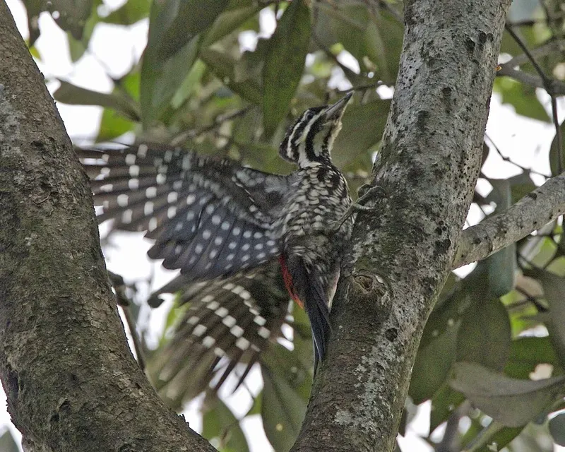 File:Common Flameback (Dinopium javanense javanense) - take off.jpg