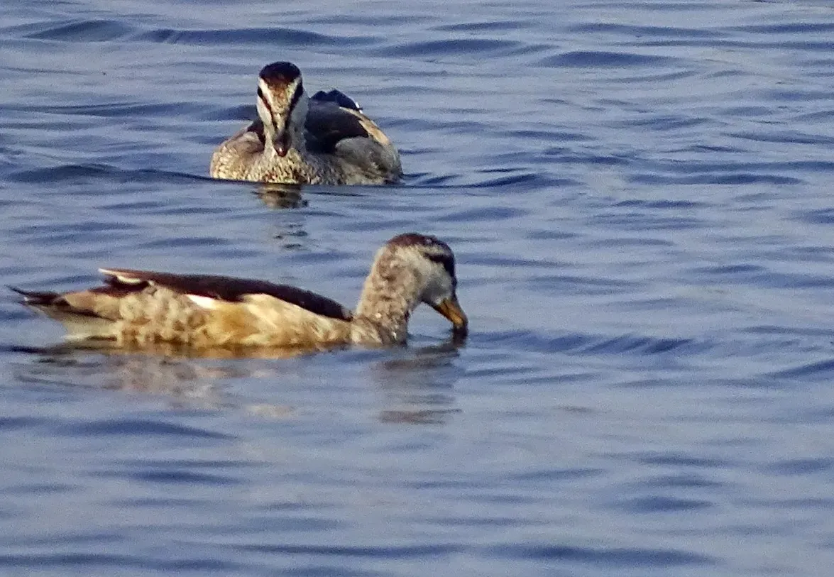 File:Nettapus coromandelianus 339126589.jpg