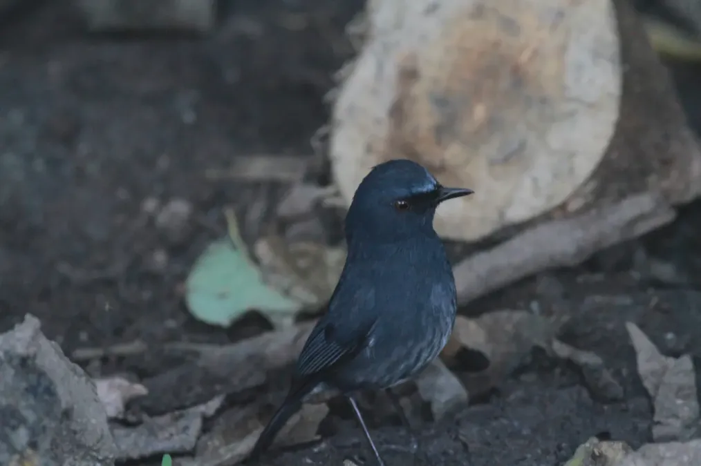 File:Sholicola albiventris 147476279.jpg