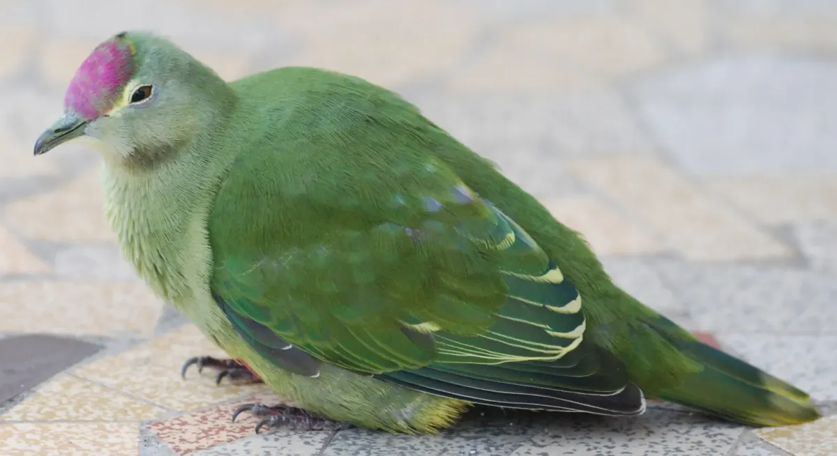 File:Ptilinopus greyii -mainland of New Caledonia- sub-adult -8.jpg