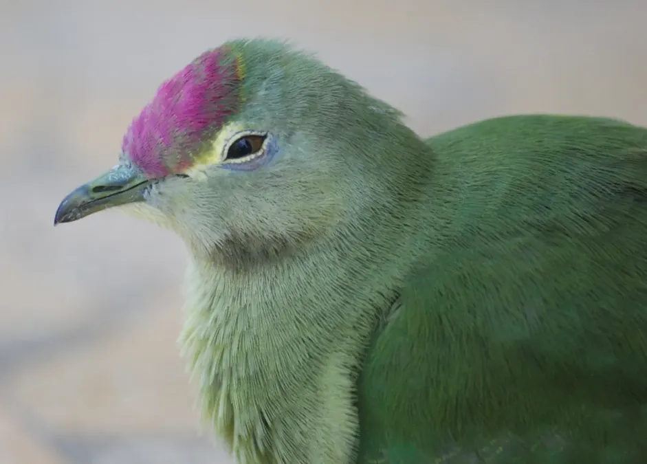File:Ptilinopus greyii -mainland of New Caledonia- sub-adult -7.jpg