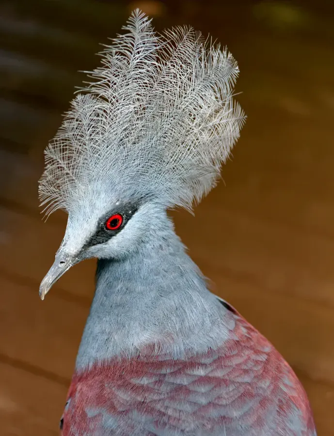 File:Goura cristata in Singapore Zoo, 20240206 0950 6328.jpg