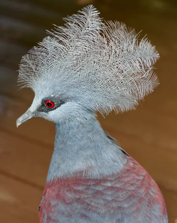 File:Goura cristata in Singapore Zoo, 20240206 0950 6329.jpg