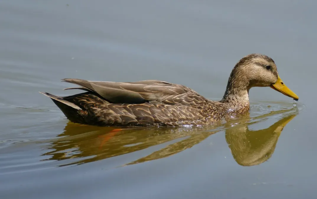 File:Mexican Duck (Anas diazi) (53559313831).jpg
