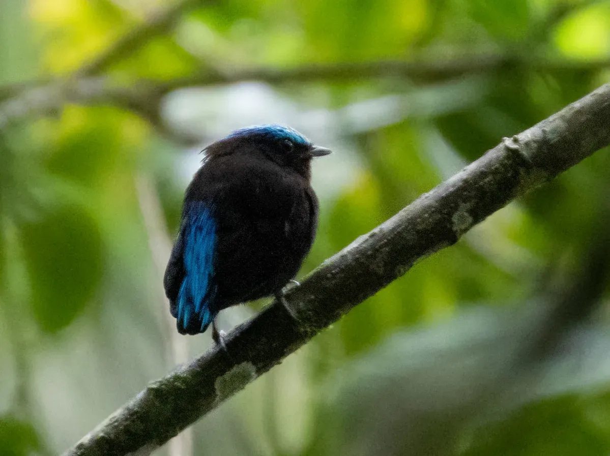 File:Lepidothrix coeruleocapilla Cerulean-capped Manakin (male); Chanchamayo, Junín, Peru.jpg