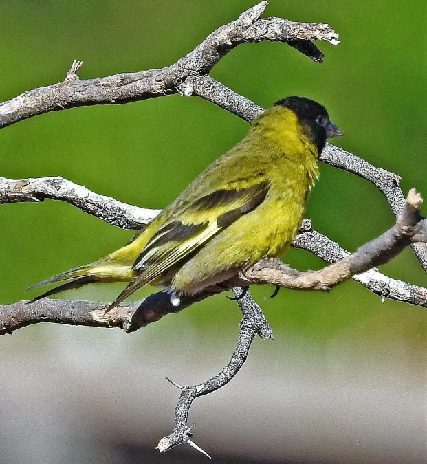 File:Spinus magellanicus tucumanus, La Rioja.jpg