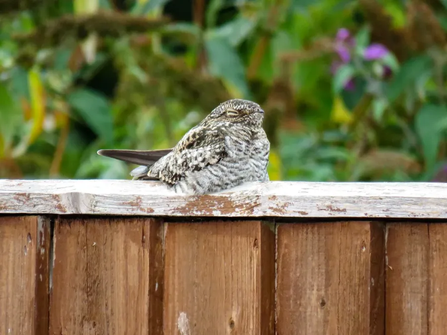 File:Common nighthawk Chordeiles minor, Wantage 6 (53051718916).jpg