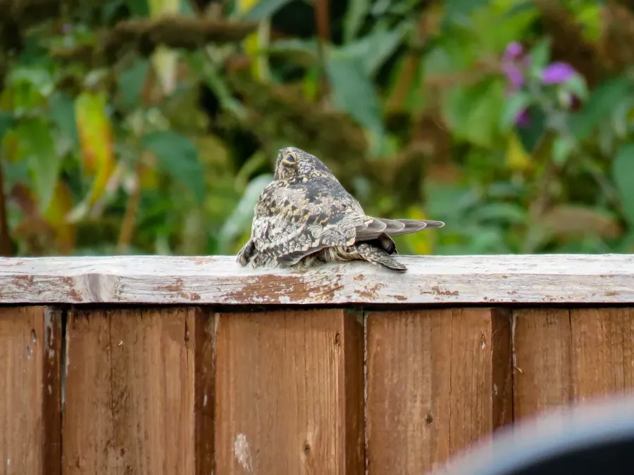 File:Common nighthawk Chordeiles minor, Wantage 4 (53052201703).jpg