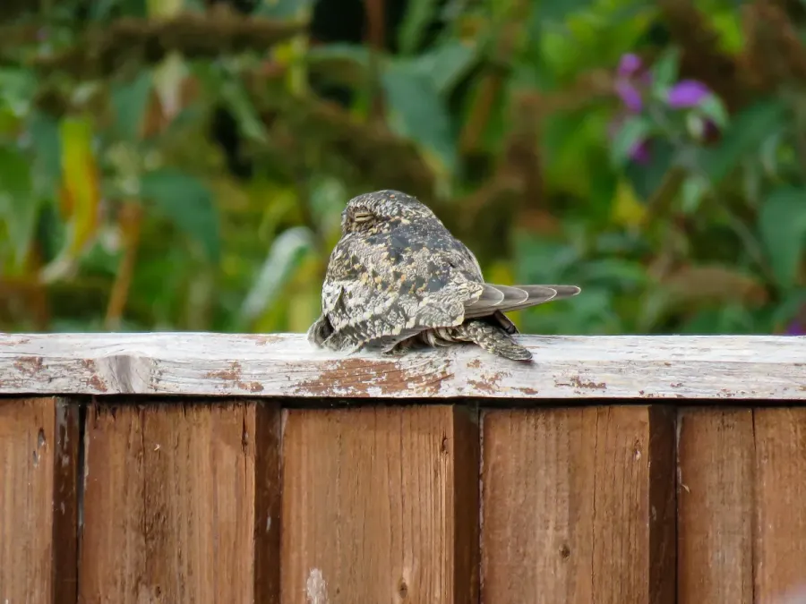 File:Common nighthawk Chordeiles minor, Wantage 2 (53051906869).jpg