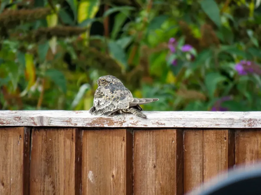 File:Common nighthawk Chordeiles minor, Wantage (53051720326).jpg