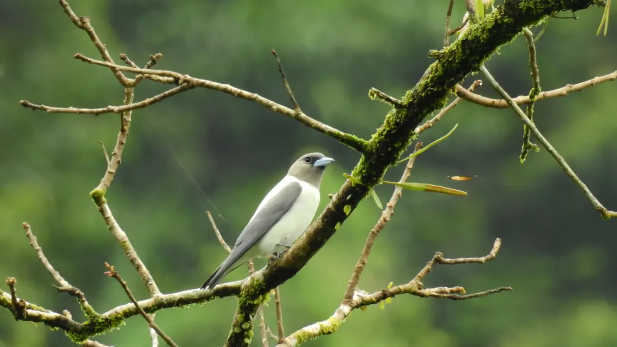 File:Artamus monachus 81160462.jpg