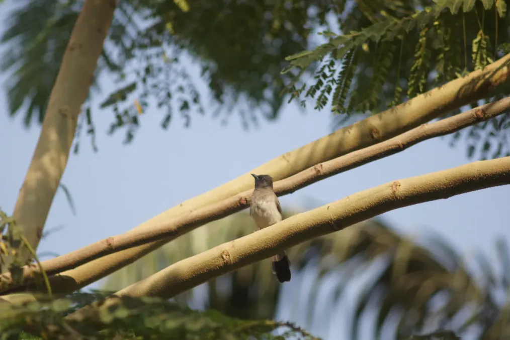 File:Common Bulbul (Pycnonotus barbatus) Cairo (52259556627).jpg