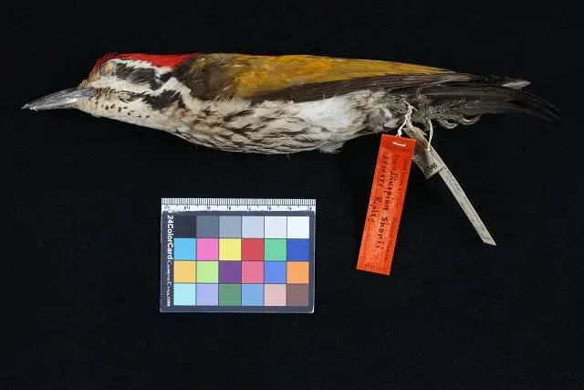 File:USNM 377546 Dinopium shorii anguste LAT.jpg